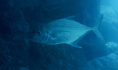 Platycaranx chrysophrys