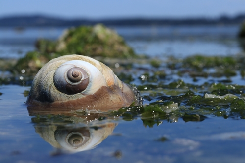 Lewis's Moon Snail