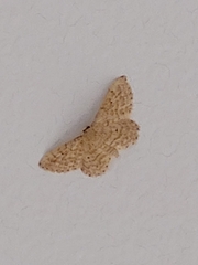 Idaea belemiata