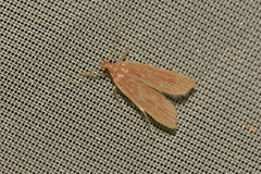 Helcystogramma rufescens