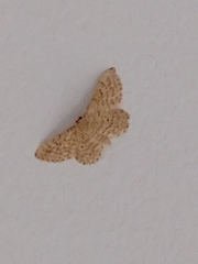 Idaea belemiata