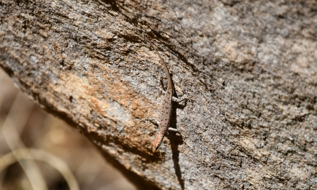 Blotched Shinning-Skink