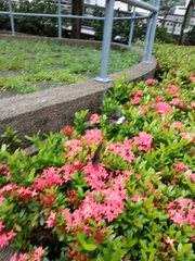 Papilio memnon agenor