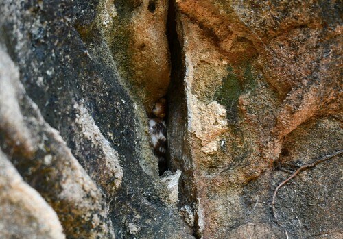 Brown Tree Snake sighting