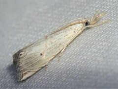 Haimbachia albescens