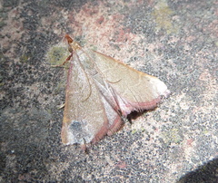 Hypsopygia incarnatalis