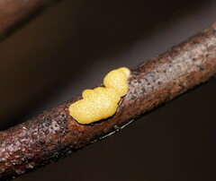 Trichoderma victoriense