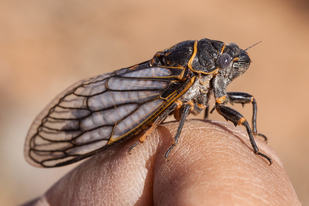 Okanagana fumipennis