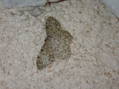 Idaea libycata