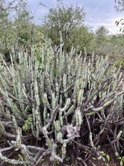 Euphorbia ingens