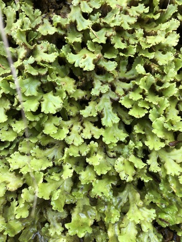 Marchantia image