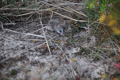 Pseudomys apodemoides