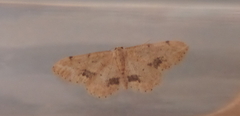 Idaea belemiata