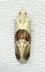 Phalonidia lepidana