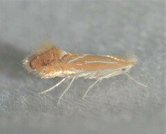 Phyllonorycter basistrigella