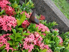 Papilio memnon agenor