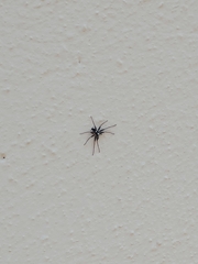 Pulchellodromus bistigma