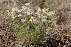 Erigeron engelmannii