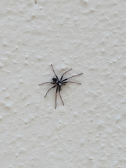 Pulchellodromus bistigma