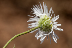 Erigeron engelmannii