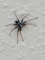 Pulchellodromus bistigma