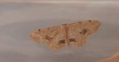 Idaea belemiata