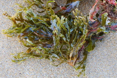 Dictyotaceae