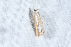 Catoptria pinella