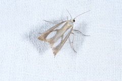 Catoptria pinella