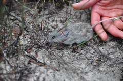 Pseudomys apodemoides