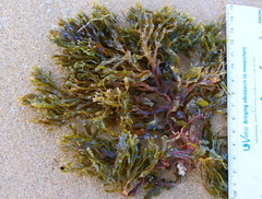 Dictyotaceae