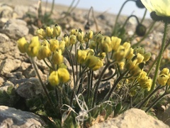 Draba corymbosa