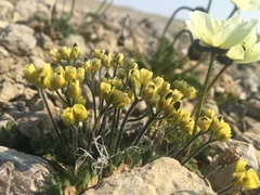 Draba corymbosa
