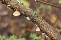 Lentinellus castoreus