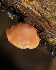 Lentinellus castoreus