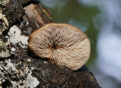 Lentinellus castoreus