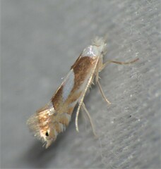 Phyllonorycter fitchella