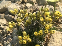 Draba corymbosa
