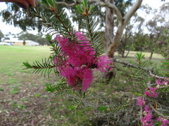 Melaleuca wilsonii