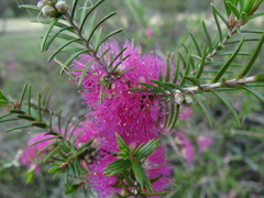Melaleuca wilsonii
