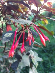 Fuchsia triphylla