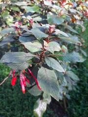 Fuchsia triphylla