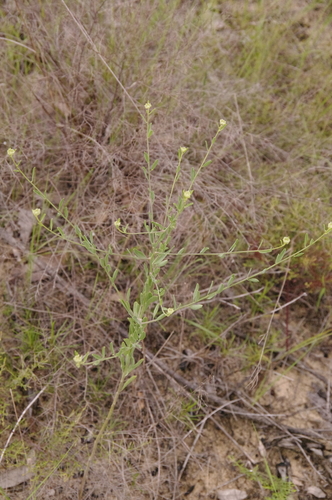 Image of Warea cuneifolia by (c) Eric Knight, some rights reserved (CC BY)
