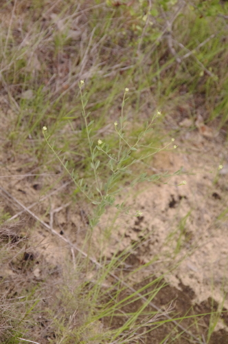 Image of Warea cuneifolia by (c) Eric Knight, some rights reserved (CC BY)