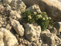 Draba subcapitata