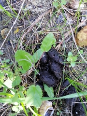 Hystrix africaeaustralis