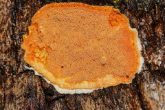 Gloeoporellus merulinus