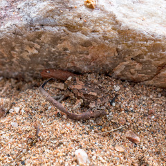 Platyplectrum spenceri