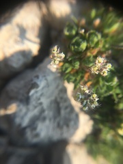Draba subcapitata