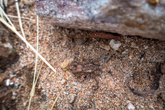 Platyplectrum spenceri